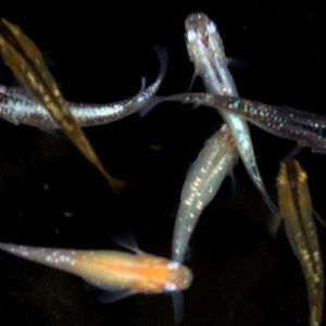 MIXラメ【M】6匹セット （生体60707-16）