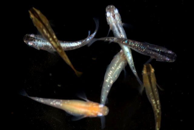 MIXラメ【M-ML】 （生体1112-21）