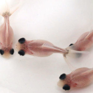 変り竜ミルク【当歳:約3～4cm】1匹 （生体70801-2）