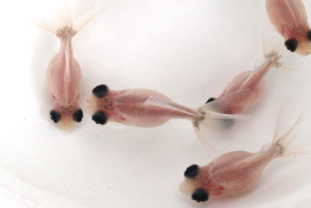 変り竜ミルク【当歳:約3～4cm】1匹 （生体70801-2）