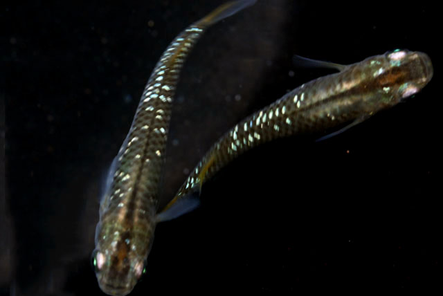 若草ラメ【安心サイズ:約1cm前後】10匹セット （生体70621-1）