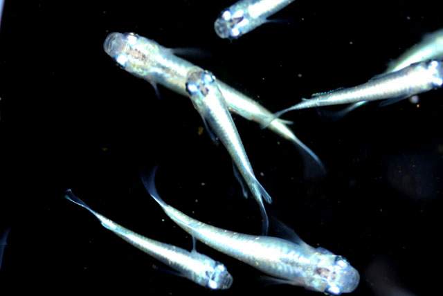 フルボディ【SM～M:約1.5～2cm】1匹 （生体0718）