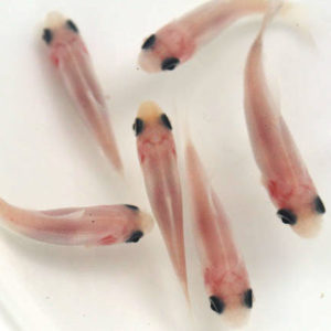 すみ和金シルクホワイト【当歳3～5cm】3匹セット （生体70801-4）