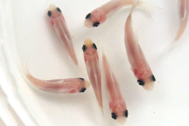 すみ和金シルクホワイト【当歳3～5cm】3匹セット （生体70801-4）