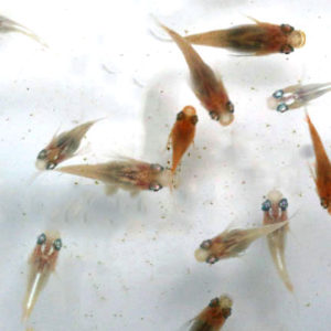 MIX半ダルマ【Ｓ～M】1匹 （生体60416-10）