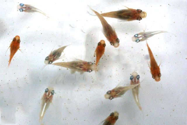 MIX半ダルマ【Ｓ～M】1匹 （生体60416-10）