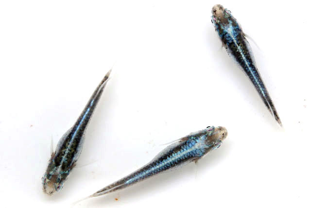 黒羽衣【安心サイズ:約1㎝】10匹セット （生体70621-3）