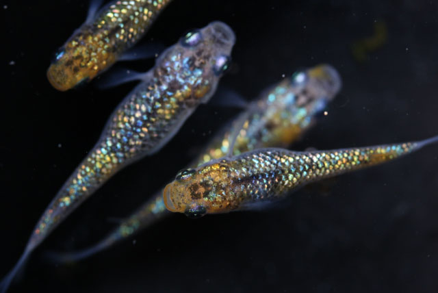 サボラメ【M:約2cm】6匹セット （生体60707-10）