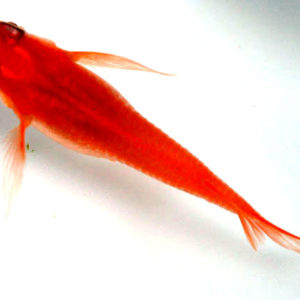 紅帝ヒレ長【ML】3匹セット （生体0729-12）