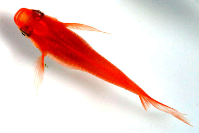 紅帝ヒレ長ダルマ【M】1匹 （生体0924-6）