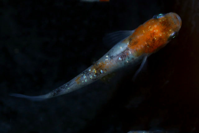 3色ラメ【M】6匹セット （生体60707-11）