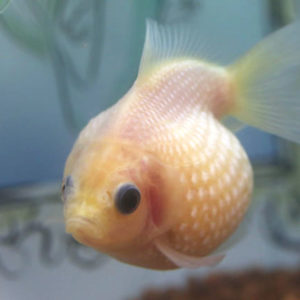 ミルクピンポンパール【当歳魚:約3cm】1匹 （生体61003-14）