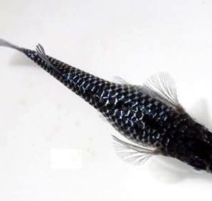 ブラックダイヤ上身【安心サイズ:約1cm】10匹セット （生体0604-7-1）