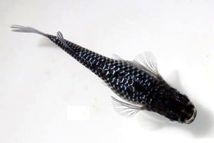 ブラックダイヤ上身【安心サイズ:約1cm】10匹セット （生体0604-7-1）