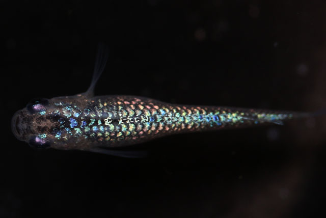 サファイア【安心サイズ:約1cm】10匹セット （生体0315-5）