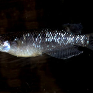 ブラックダイヤ並個体【ML:約2.5cm】1匹 （生体0707-5）