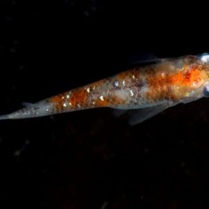 アイスブレイク【安心サイズ:約1cm】10匹セット （生体60503-1）