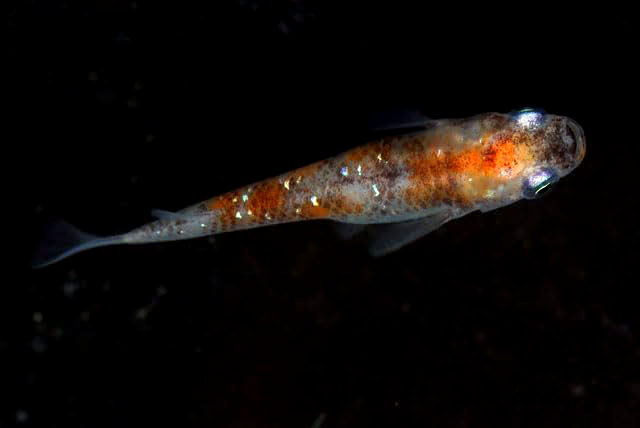 アイスブレイク【安心サイズ:約1cm】10匹セット （生体60503-1）