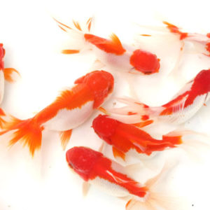 オランダ【当歳魚:約6～8cm】3匹セット （生体61003-5-2）