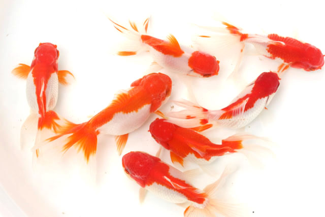 オランダ【当歳魚:約6～8cm】1匹 （生体61003-5）