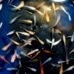 MIXホタル【安心サイズ:約1cm】10匹セット （生体0127）