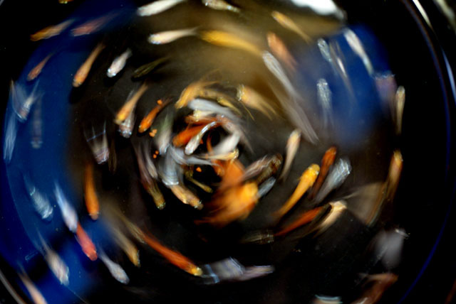 なまず園恒例！お楽しみMIXメダカ【S～ML】30匹セット （生体1105-1）