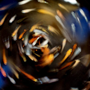 ホタルMIX【M:約2cm】6匹セット （生体60707-22）