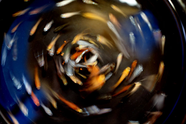 ホタルMIX【M:約2cm】6匹セット （生体60707-22）