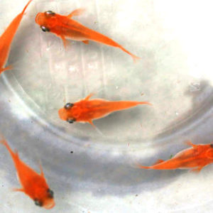 楊貴妃半ダルマ【M】1匹 （生体60416-6）