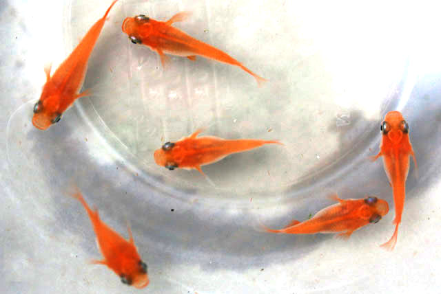 楊貴妃ダルマ半ダルマ【安心サイズ:約1cm】10匹セット （生体60509-30）