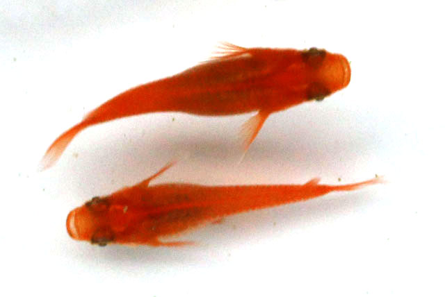 楊貴妃【M～ML】1匹 （生体60416-8）