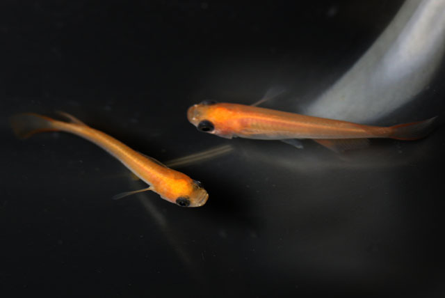 楊貴妃パンダ【安心サイズ:約1cm】10匹セット （生体70621-2）