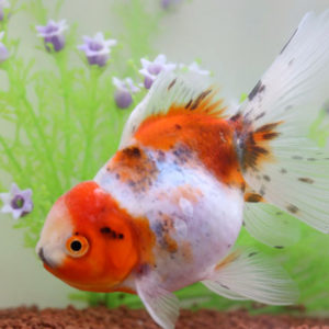 東錦【当歳:約4～5cm】1匹 （生体70801-5）