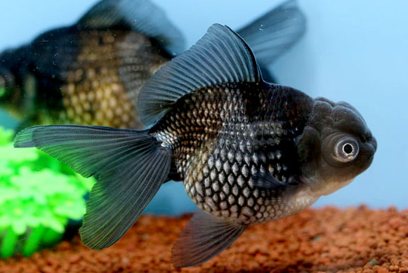 穂竜【当歳:約4～5cm】1匹 （生体70801-3）