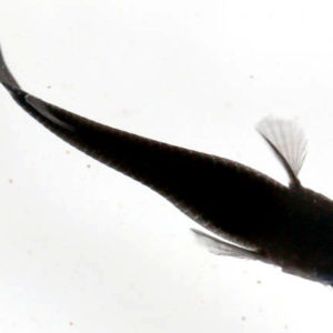 オロチ【SM:約15mm程度】6匹セット （生体1111-11）