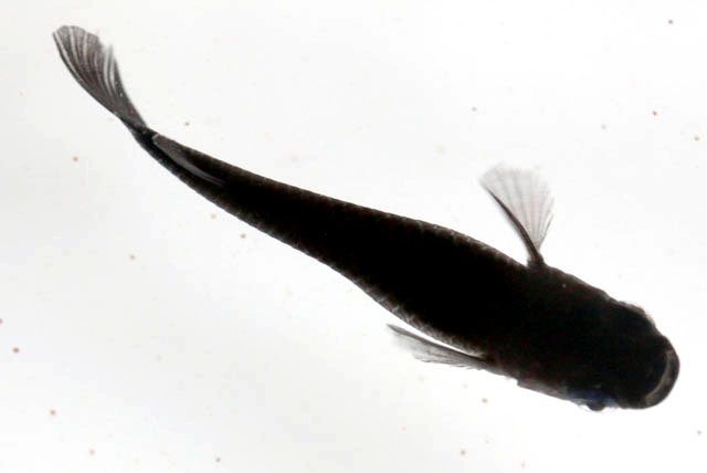 オロチ【安心サイズ:約1ｃｍ】10匹セット （生体0702-10）