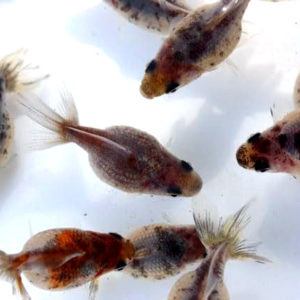 キャリコパールスケール【2歳魚:約3cm】3匹セット （生体60910-6）