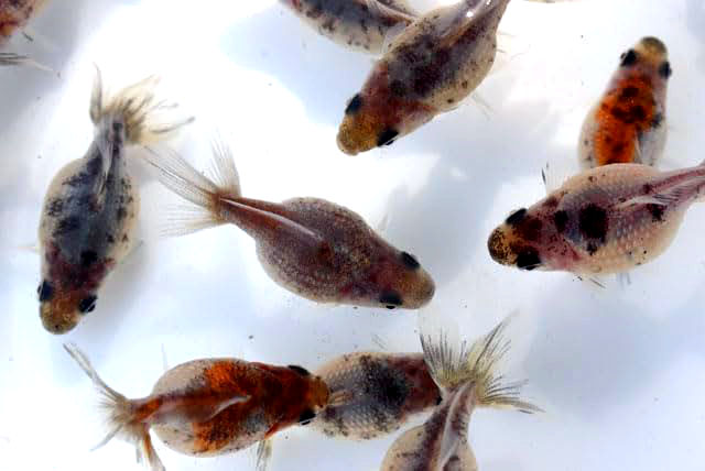 キャリコパールスケール【2歳魚:約3cm】3匹セット （生体60910-6）