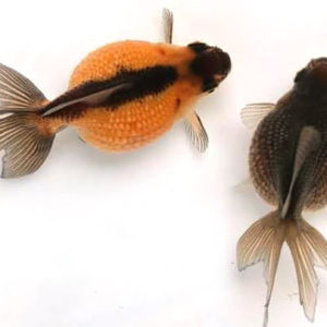 パールスケール【2歳魚:約8～11cm】1匹 （生体70513-7）