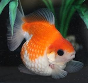 桜ピンポンパール【当歳魚:約3～4cm】1匹 （生体61003-12）