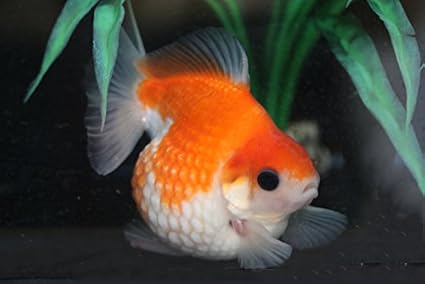 桜ピンポンパール【当歳魚:約2～3cm】1匹 （生体0511-13）