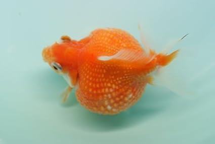 ピンポンパール【当歳サイズ:約3cm】5匹セット （生体60617-45-2）