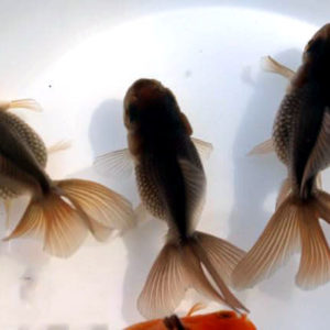 ブラックローズテール【2歳魚:約8～9cm】1匹 （生体70429-8）