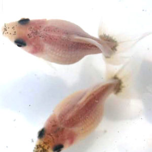 ミルクパールスケール【2歳:約4～6cm】1匹 （生体70429-9）