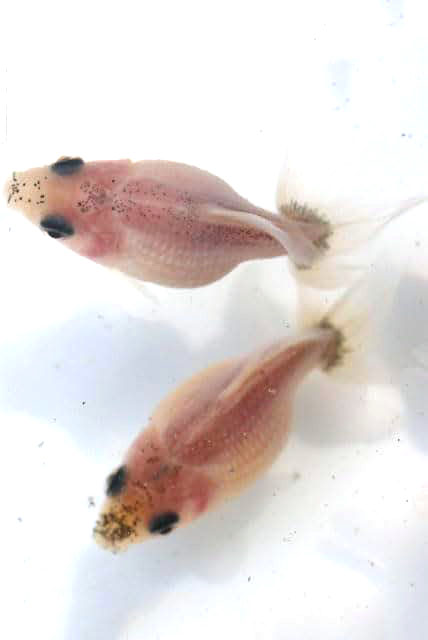 ミルクパールスケール【2歳:約4～6cm】1匹 （生体70429-9）