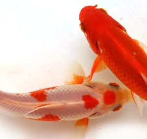 三つ尾和金【2歳魚:約12～16cm】1匹 （生体0304-8）