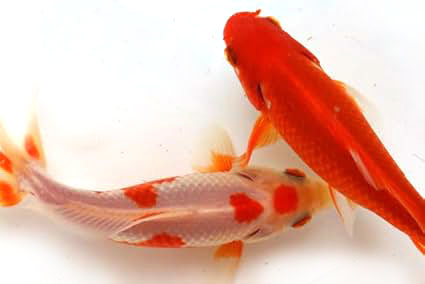 三つ尾和金【2歳魚:約12～16cm】1匹 （生体0304-8）