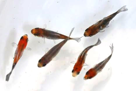 墨和金【当歳:約3cm】3匹セット （生体70801-17）