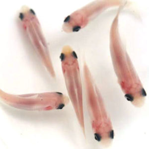 墨和金シルクホワイト【当歳:約3～5cm】3匹セット （生体70801-4）