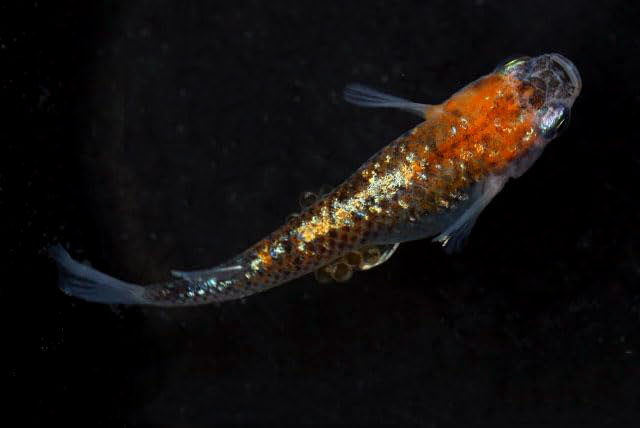 女雛（めびな）【安心サイズ:約1cm前後】10匹セット （生体0618-1）